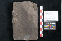 Foto (Objekt + Etikett) von Fraxinus savinensis Ettingshausen (NHMW-GEO-2024-0188-8006)